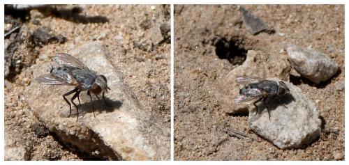 Réf. 232 465 : Sphenometopa fastuosa